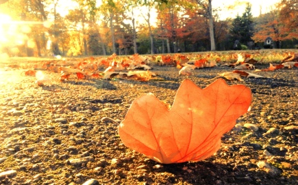 autumn-leaves-falling