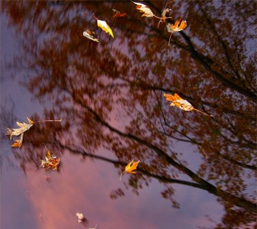 autumn_leaves_in_motion_sunrise_sunset_wisconsin_2008_photo_01__soul-amp