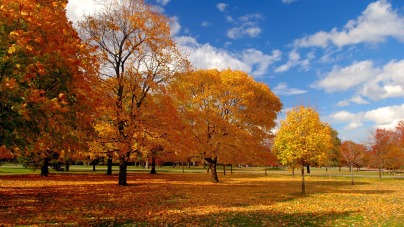 fall-trees-11526