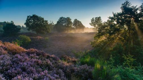 veluwezoom-national-park-netherlands-heather-trees-sun-rays-dawn-1080P-wallpaper-middle-size